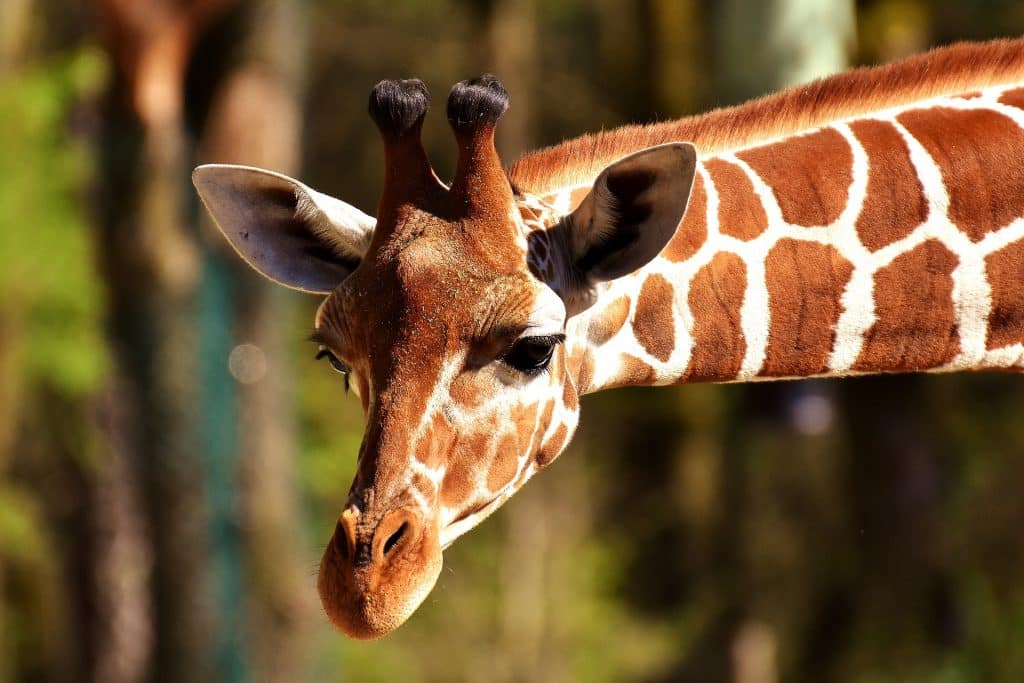 Zoo de la Palmyre près du camping à Royan en Charente Maritime