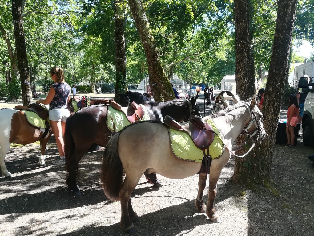 activité poney au  camping royan