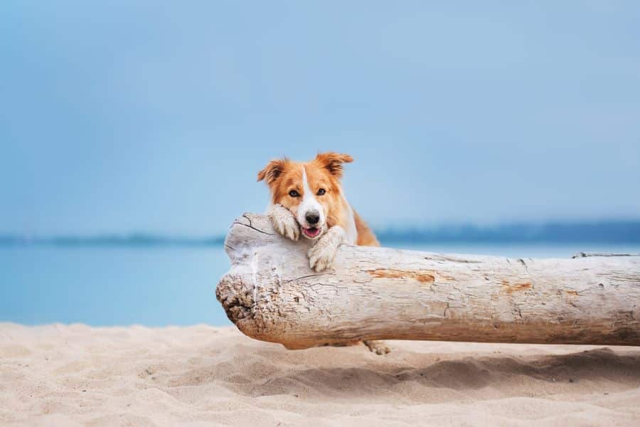 plage acceptant chien pres de royan
