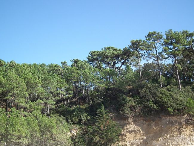 forêt de suzac Saint-Georges-de-Didonne
