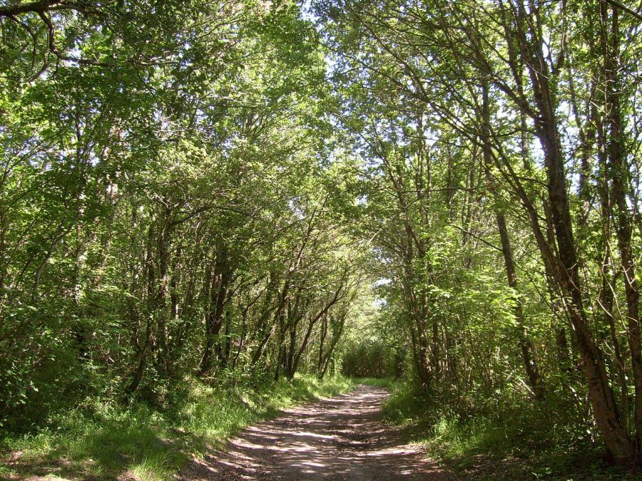 le bois de la chevre saint sulpice de royan